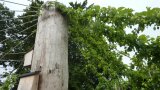 Pergolia aus einem dicken Holzstamm und grünen Hopfenranken