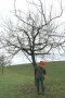 Eine Person in Schutzkleidung macht den Verjüngungsschnitt bei einem alten, unbelaubten Obstbaum mit Hochentaster Ende Februar.