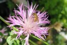 Goldfurchenbiene sucht Nektar und Pollen an einer fliederfarbenen Centaurea bella