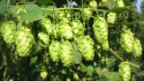 Hopfenpflanze mit Hopfendolden