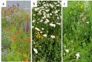 Im linken Bild sind die Blüten von Klatschmohn (rot), Kornblume (blau) und Wiesen-Glockenblume (violett) zu sehen, im mittleren Bild von Fettwiesen-Margarite (weiß) und Karthäuser-Nelke (pink) und im rechten Bild von Schafgarbe (weiß).