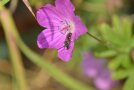 Schmalbiene sucht Nektar und Pollen an einer lila Geranium sanguineum