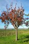 Ein Birnbaum auf einer grünen Wiese. Im Hintergrund ist ein Rübenacker zu sehen. Der Baum trägt keine Früchte, seine Blätter sind frühzeitig herbstlich rot verfärbt. Dies sind typische Symptome des Birnenverfalls. 