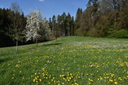 Grüne Wiese mit gelben Blumen am Waldrand.