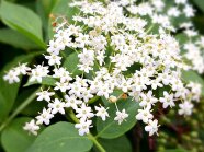 Weiße Blüten des Schwarzen Holunders.