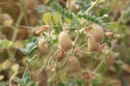 Kirchererbse