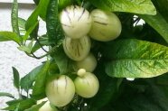 Pepino