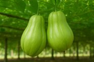 2 hängende Chayote.