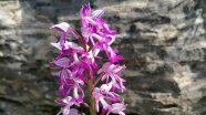 Pinke Blüte der Orchidee "Helmknabenkraut". 