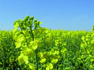 Rapsfeld in voller Blüte