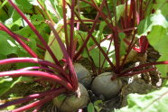 Rote Bete