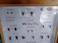 Schaukasten mit verschiedenen Insekten