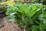Pak Choi