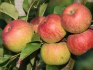 Viele reife Äpfel hängen an einem Baum.