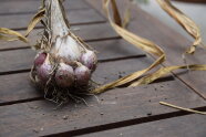 Knoblauchknolle