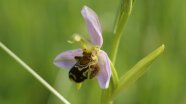 Lila Blüte der Orchidee "Bienen Ragwurz". 