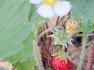 Eine reife Erdbeere hängt an der Pflanze.