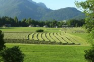 Wiese mit Heuschwaden vor bewaldeten Bergen