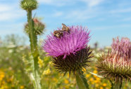 Besonders für Wildbienen attraktiv: Furchenbienen sammeln fleißig Nektar und Pollen der zweijährigen Gewöhnlichen Eselsdistel. (Bildautor: Elena Krimmer)
