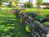 Naturnah gestaltete freistehenden Trockenmauer, die mit blühenden Kräutern bepflanzt ist im Friedhof in Bergrheinfeld in Unterfranken. An der Trockenmauer sind befinden sich Gräber.