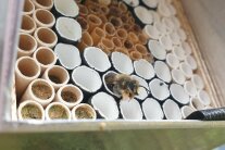 Die Nisthilfe aus Aluminium enthält mehrere Röhrchen aus Pappe. Eine Wildbiene kommt aus einem Röhrchen der Nisthilfe heraus. In anderen Röhrchen ist das Füllmaterial der Biene zu erkennen. 