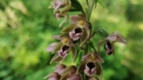 Lila-weiße Blüte der Orchidee breitblättrige Ständelwurz.