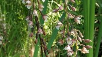 Viele geöffnete und geschlossene Blüten der Sumpf-Ständelwurz Orchidee.