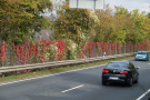 Die Herbstfärbung der Parthenocissus-Arten verleiht den Lärmschutzwänden an der B27 bei Veitshöchheim eine hohe Attraktivität. 