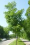 Die Schwarznuss ist in ihrer Heimat Nordamerika ein wertvoller Holz- und Fruchtlieferant. Bisher fand sie bei uns nur als mächtiger Parkbaum Verwendung, der bis zu 250 Jahre alt werden kann. Im Freistand bildet sie eine breit ausladende Krone aus.
