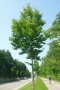 Der Guttaperchabaum ist eine sehr selten kultivierte Art. Er ist der einzige „Gummibaum“-Vertreter in den gemäßigten Breiten. Der Guttaperchabaum bevorzugt frische Böden, toleriert aber vorübergehende Trockenperioden. Er ist sehr anspruchslos und ausreichend frosthart. Als reine Lichtbaumart verträgt er keinen Schattendruck. Dann zeigt er eine gute Wüchsigkeit.