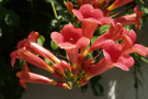 Rote, in Büscheln angegeordnete, trichterförmige Blüten der Klettertrompete.