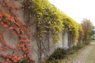 Gelbe Herbstfärbung von Periploca graeca an einer Mauer.