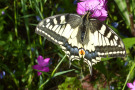 Der Schwalbenschwanz <i>Papilio machaon</i>, einer der schönsten heimischen Schmetterlinge, labt sich an der Kartäuser-Nelke.