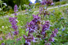 Der Quirl-Salbei - <i>Salvia verticillata</i> mit seinen violetten Blüten zieht viele Insekten wie Schmetterlinge und Bienen an. Es besticht mit einer langen Blütezeit und blüht nach einem Sommerrückschnitt zuverlässig nach..