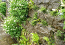 Schattige Mauern lassen sich mit Farnen ansprechend begrünen. Braunstieliger Streifenfarn mit Hirschzungenfarn und Blassgelbem Scheinlerchensporn ([i]Pseudofumaria alba[/i]).
