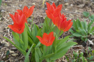 Rotblühende Tulpen