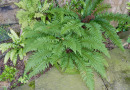 Der Glanz-Schildfarn ([i]Polystichum aculeatum[/i]) zeichnet sich durch wintergrüne glänzende Blätter aus und wächst eher breit.