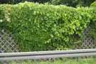 Nachträglich begrünte Lärmschutzwand an der B27 in Veitshöchheim mit vorgepflanzten Parthenocissus quinquefolia ’Engelmannii’ und Vitis amurensis. 