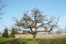 Der Baum nach einem Erneuerungsschnitt hoher Intensität (ca. 45% entnommene Holzmasse).