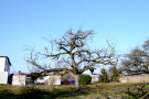Der Baum nach einer mittelstarken Kroneneinkürzung (ca. 15% Kronenreduktion).