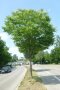 Die Zelkove ist in Japan ein wichtiger Straßenbaum. Als Lichtbaumart verträgt sie keinerlei Beschattung. Bei Frösten neigt sie zu Stammrissen. Sie überrascht mit einer auffälligen orange- bis dunkelroten Herbstfärbung. Die Sorte 'Green Vase' wird meist mit V-förmiger Krone aufgebaut, die keine Aufastung bis zum Lichtraumprofil ermöglicht. Sie ist daher als Straßenbaum nicht geeignet. 