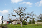 Der Baum nach einer Kroneneinkürzung von hoher Intensität (ca. 20% Kronenreduktion).