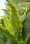 Der Hirschzungenfarn ([i]Asplenium scolopendrium[/i]) bildet streifenartige Sporenlager auf der Rückseite seiner grünen Wedel aus.