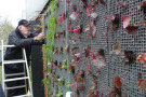 Mitarbeiter der LWG bei der Montage von Temperatursensoren an einem Wandbegrünungsmodul der Versuchsreihe in Nürnberg.