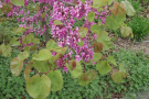 Gewöhnlicher Judabaum mit violetten Blütentrauben und herzförmigen Blättern.