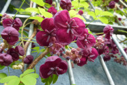 Helle männliche und dunkle weibliche Blüten.von Akebia quinata.