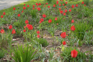 Glühend rot leuchten die Pamir-Tulpe (Tulipa eichleri) in der Mischung "Blütentraum".