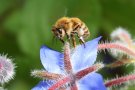 Biene auf blauer Borretschblüte