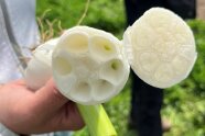 Eine Hand hält eine aufgeschnittene Knoblauchknolle.
