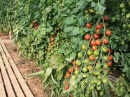 Tomatenpflanzen mit reifen und unreifen Früchten in einem Folientunnel